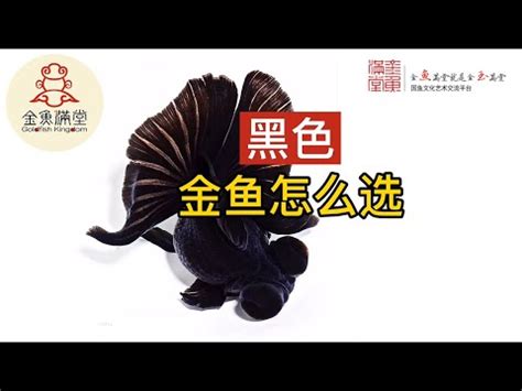 黑金魚風水